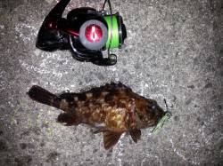 舞洲　チニングでガシラ〜22cm4匹　チヌ…