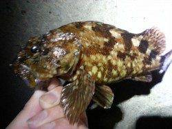 舞洲　チニングでガシラ〜22cm4匹　チヌのアタリは無し