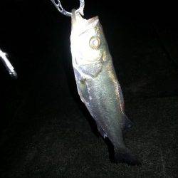 和歌川河口　ジグヘッド+ワームでスズキ＆キビレ