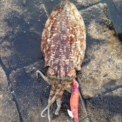 久僧・中浜　朝マズメのエギングでコウイカ4ハイ