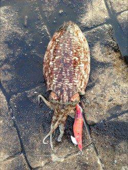 久僧・中浜　朝マズメのエギングでコウイカ4ハイ