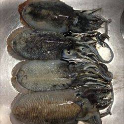 久僧・中浜　朝マズメのエギングでコウイカ4ハイ