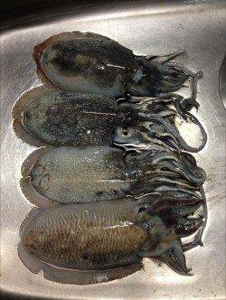 久僧・中浜　朝マズメのエギングでコウイカ4ハイ