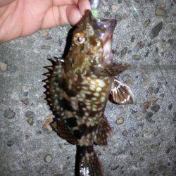 舞洲チニングゲーム　☆ガシアとキビレ☆