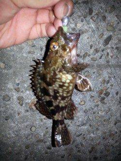 舞洲チニングゲーム　☆ガシアとキビレ☆