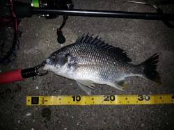 舞洲チニングゲーム　☆ガシアとキビレ☆