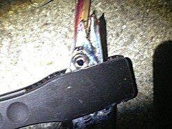 おのころ愛ランド　メーカートーナメントでサーベリングでタチウオ1匹