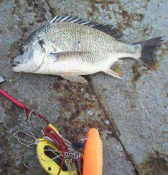 沖一文字、フカセでもチヌ釣れています！