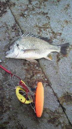 沖一文字、フカセでもチヌ釣れています！