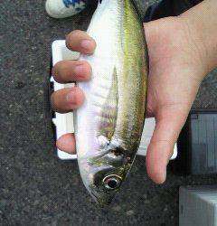 岸和田アジ情報、良型が揚がっています♪