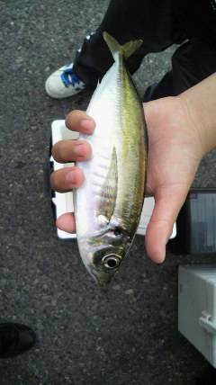 岸和田アジ情報、良型が揚がっています♪