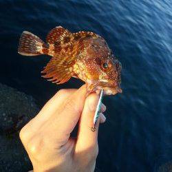 雑賀崎　ライトゲームでシーバス＆ガシラ2匹