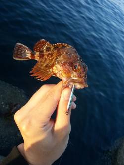 雑賀崎　ライトゲームでシーバス＆ガシラ2匹…