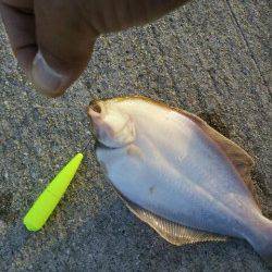 須磨でちょい投げ釣行☆ささめ針特選Slエアシンカー☆