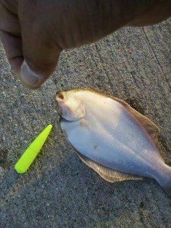 須磨でちょい投げ釣行☆ささめ針特選Slエアシンカー☆