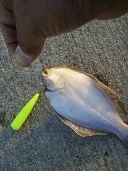 須磨でちょい投げ釣行☆ささめ針特選Slエア…