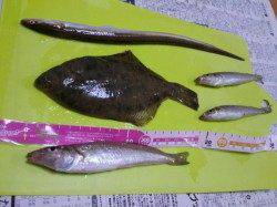 須磨でちょい投げ釣行☆ささめ針特選Slエアシンカー☆