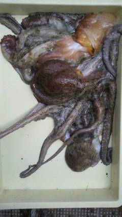 岸和田一文字　タコ〜1500g3バイの他、…