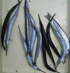 岸和田一文字　タコ〜1500g3バイの他、サヨリも