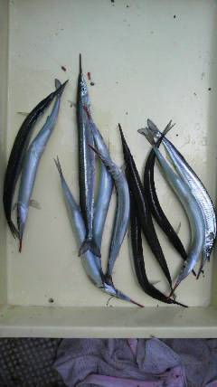 岸和田一文字　タコ〜1500g3バイの他、サヨリも