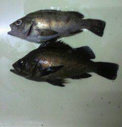 沖一文字北 ルアーでメバルの釣果あり