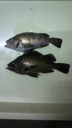 沖一文字北 ルアーでメバルの釣果あり