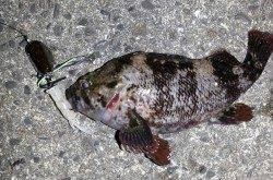 舞洲　下げ潮狙いのチニングでキビレ・ソイ・タケノコメバル