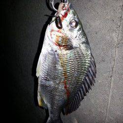 舞洲　下げ潮狙いのチニングでキビレ・ソイ・タケノコメバル