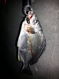 舞洲　下げ潮狙いのチニングでキビレ・ソイ・…