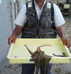 岸和田一文字　タコ1500gの釣果