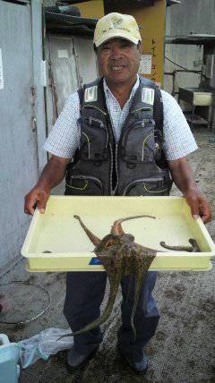 岸和田一文字　タコ1500gの釣果