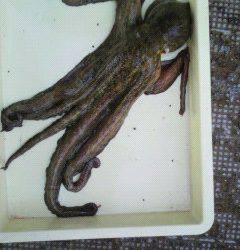 岸和田一文字　タコ1500gの釣果