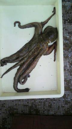 岸和田一文字　タコ1500gの釣果