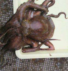 沖一文字　良型タコをキャッチ