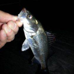 舞洲　短時間のアジング調査でチーバスがヒット☆