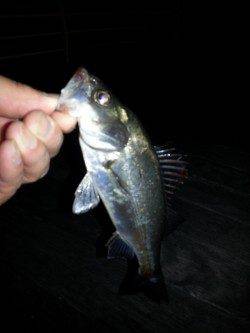 舞洲　短時間のアジング調査でチーバスがヒット☆