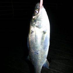 舞洲　短時間のアジング調査でチーバスがヒット☆