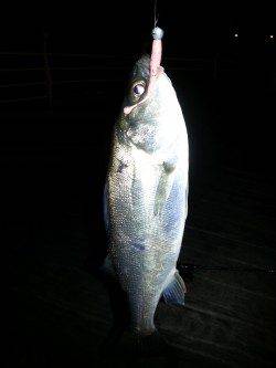 舞洲　短時間のアジング調査でチーバスがヒット☆