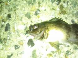 アジュール舞子～西舞子　メバリングでメバル…