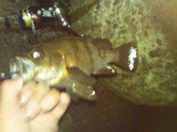 アジュール舞子～西舞子　メバリングでメバル〜24cm2匹