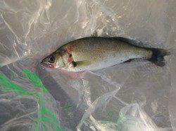 北公園でエビ撒き好調♪北公園・神戸空港ＲＴ