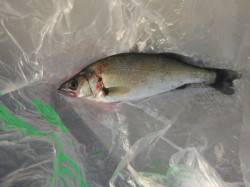 北公園でエビ撒き好調♪北公園・神戸空港ＲＴ…