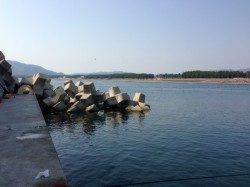 浜ノ瀬漁港先端のテトラでガシラ釣り、短時間で入れ食い♪