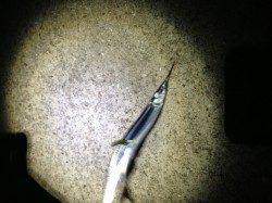 神戸西部エリア、潮の動き始めのタイミングでメバルＧＥＴ！