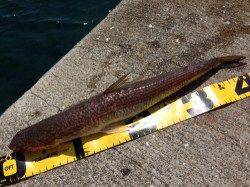 濱ノ瀬漁港 投げ釣りのノマセでエソ〜40cm2匹