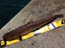 濱ノ瀬漁港 投げ釣りのノマセでエソ〜40c…