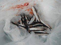 来ました!花市の中アジ♪泉大津RT12日あさ