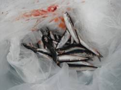 来ました！花市の中アジ♪泉大津ＲＴ12日あ…