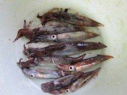 【ムコイチ スルメの気配上昇♪】武庫川店より