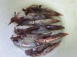 【ムコイチ　スルメの気配上昇♪】武庫川店よ…